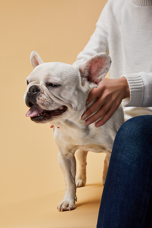 cropped view of woman caressing white french bulldog with closed eyes on beige background