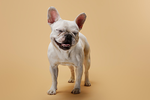 french bulldog with closed eyes on beige background