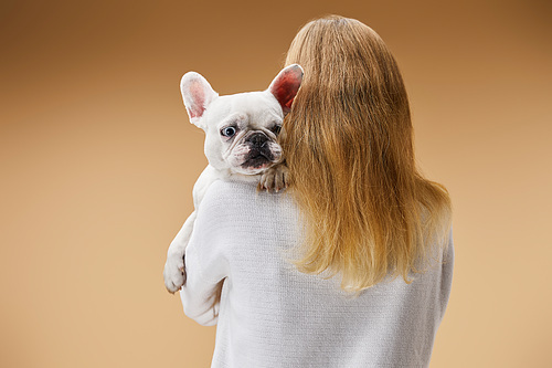 woman in white sweater holding on shoulder french bulldog with cute muzzle on beige background