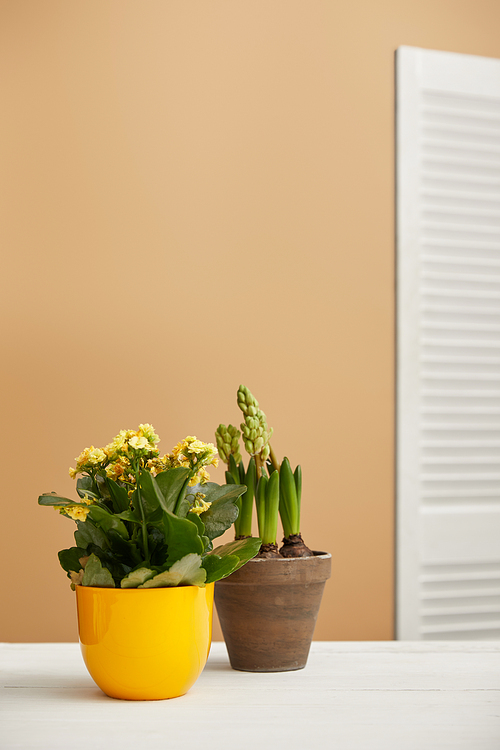 yellow flowers and hyacinth in flowerpots with copy space