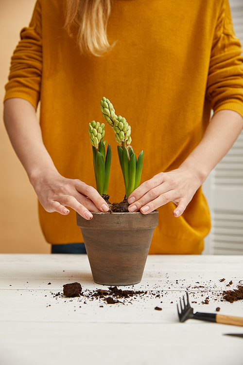 partial view of gardener in yellow sweater planting hyacinth in clay flowerpot