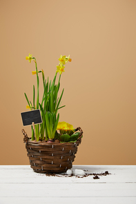 yellow daffodils in braided flowerpot on white table