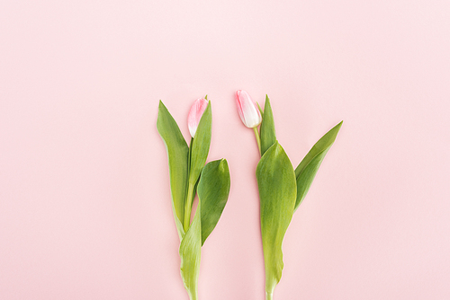 top view of two spring tulips isolated on pink
