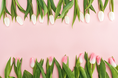 top view of pink and white spring tulips isolated on pink