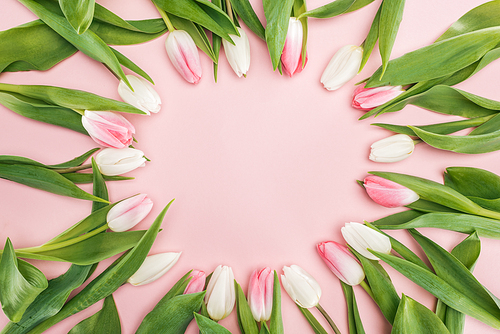 top view of spring tulips in circle frame isolated on pink