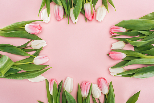 frame of pink spring tulips isolated on pink