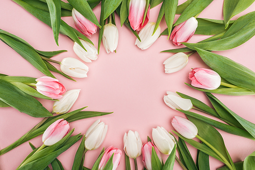 top view of circle frame with pink and white spring tulips isolated on pink