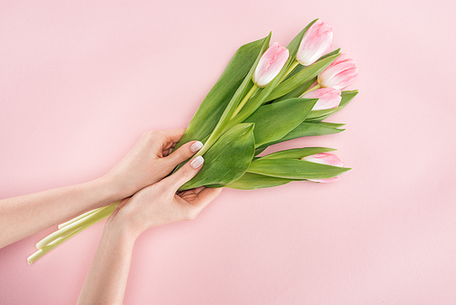 cropped view of woman holding spring tulips isolated on pink