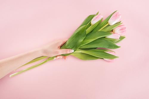 cropped view of female hand with spring tulips isolated on pink