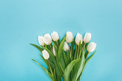 top view of bouquet with white tulip flowers isolated on blue