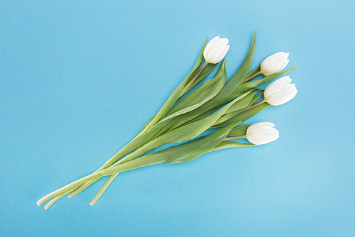 top view of white tulip flowers isolated on blue
