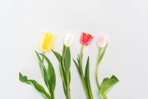 top view of yellow, white, red, and pink tulips isolated on grey