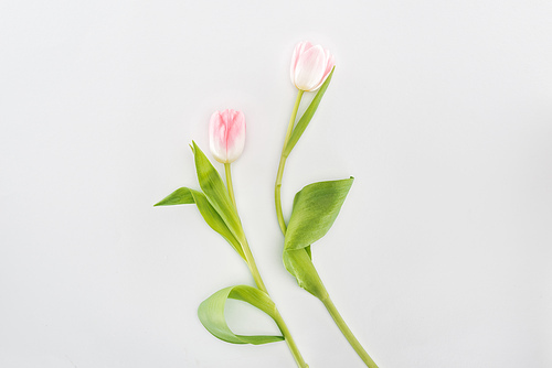 top view of two pink tulip flowers isolated on grey