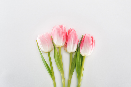 top view of pink tulip flowers isolated on grey