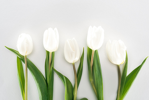 top view of white tulip flowers isolated on grey