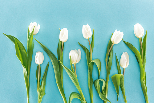 top view of white tulip flowers isolated on blue background