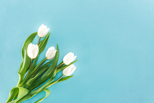 top view of white tulips isolated on blue background