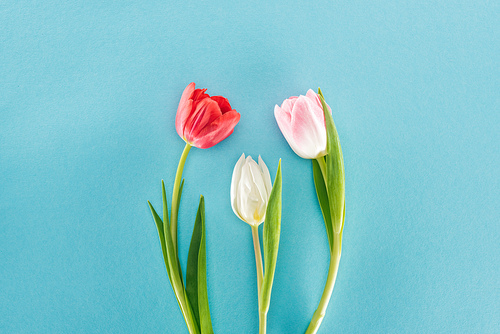 top view of white, pink and red spring tulips isolated on blue