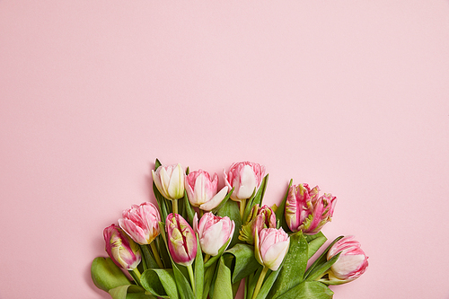 top view of beautiful pink tulips with green leaves on pink background