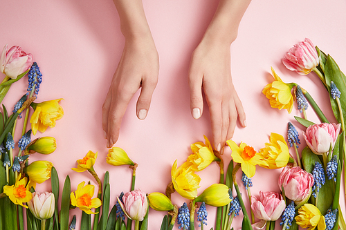 partial view of female hands, fresh pink tulips, blue hyacinths and yellow daffodils on pink
