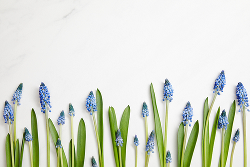 top view of beautiful hyacinths arranged horizontally on white background