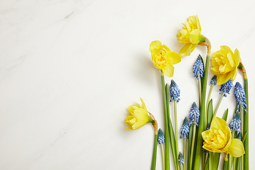 top view of beautiful yellow daffodils and blue hyacinths on white background