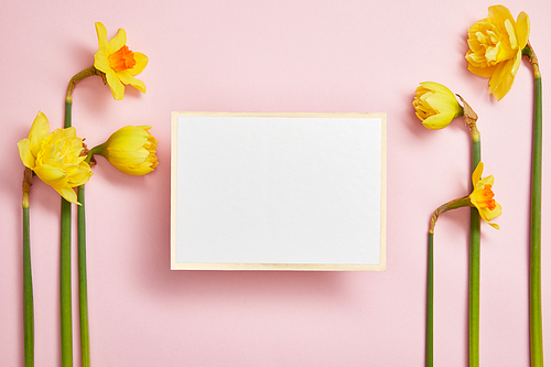 top view of beautiful yellow daffodils and white empty card on pink background