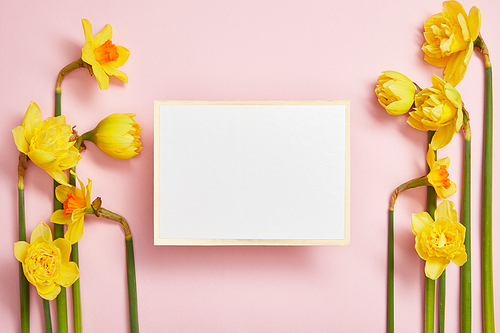 top view of white empty card and beautiful yellow daffodils on pink background
