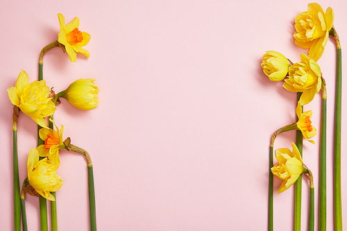 top view of beautiful yellow daffodils on pink background with copy space