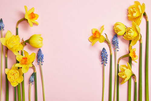 top view of beautiful blue hyacinths and yellow daffodils on pink background with copy space