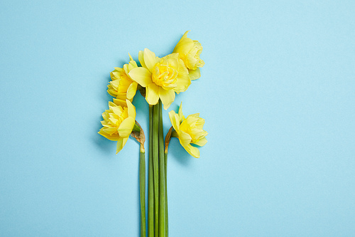 top view of beautiful bouquet of yellow narcissus flowers on blue