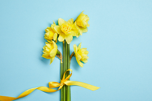 top view of beautiful bouquet of yellow daffodils with yellow ribbon on blue