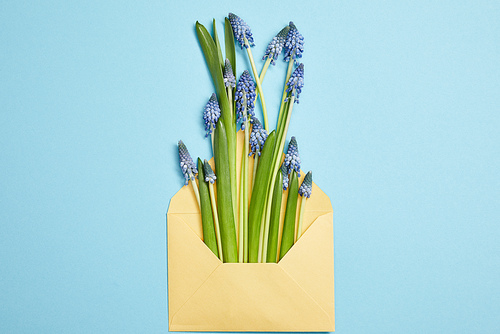 top view of beautiful blue hyacinths in yellow envelope on blue