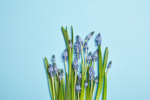 top view of beautiful blue hyacinths with green leaves on blue