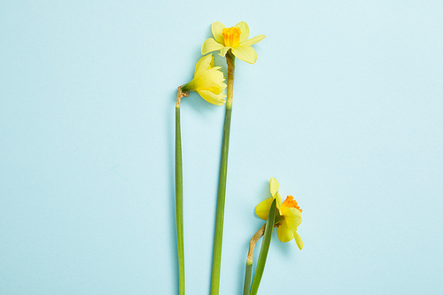 top view of beautiful yellow narcissus flowers on blue