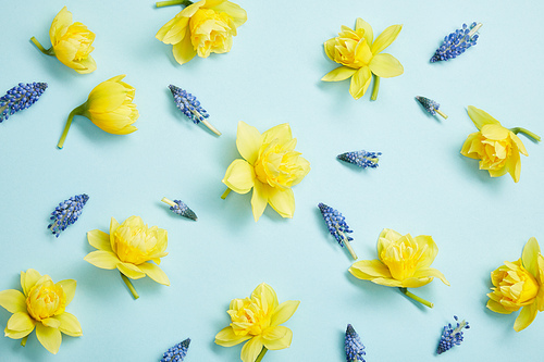 top view of yellow narcissus and blue hyacinths flowers on blue background
