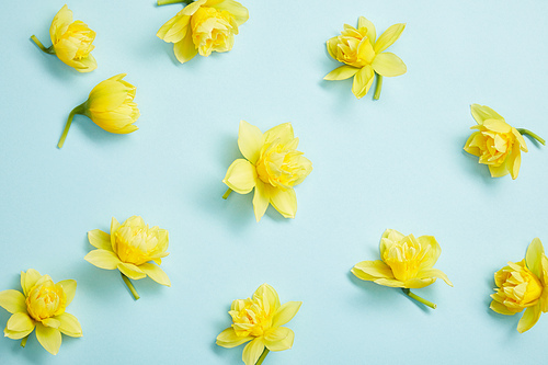 top view of yellow narcissus flowers on blue background