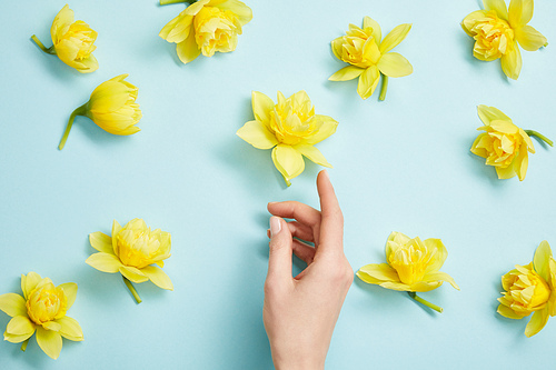 top view of female hand and yellow narcissus flowers on blue background