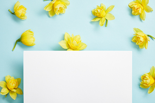 top view of yellow narcissus flowers and white empty blank on blue background