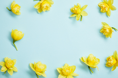 top view of yellow narcissus flowers on blue background with copy space