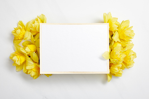 top view of white empty card with yellow narcissus flowers on white background