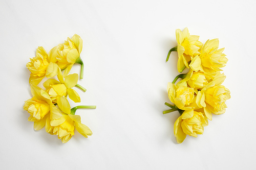 top view of yellow narcissus flowers on white background