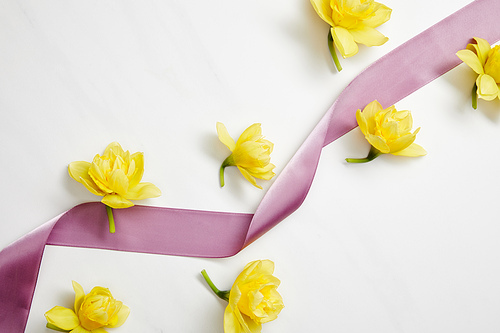 top view of yellow narcissus flowers and violet satin ribbon on white