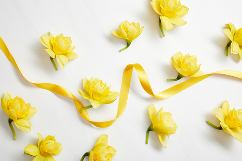 top view of yellow narcissus flowers and yellow satin ribbon on white