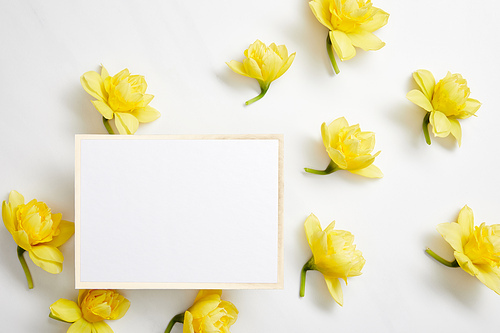 top view of yellow narcissus flowers and white empty card on white background