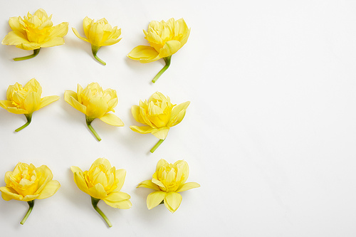 flat lay of yellow narcissus flowers on white