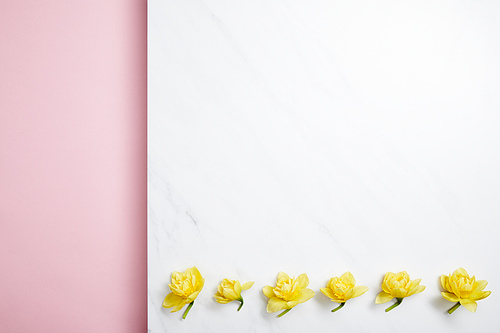 flat lay of yellow narcissus flowers arranged in horizontal line on divided pink and white background
