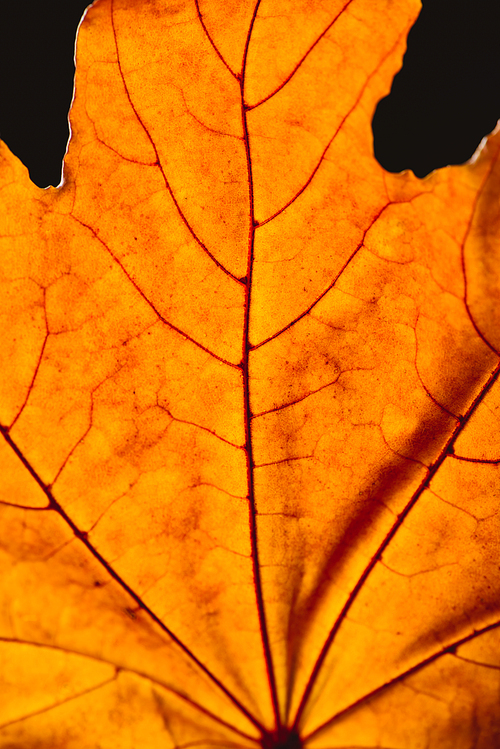 close up of orange maple leaf with veins isolated on black, autumn background