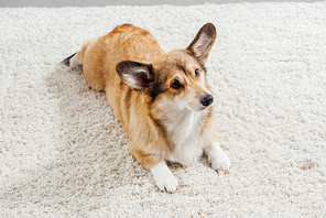 cute pembroke welsh corgi dog lying on fluffy rug and looking away