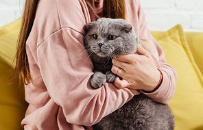 cropped view of beautiful girl in pink sweater holding cute scottish fold cat